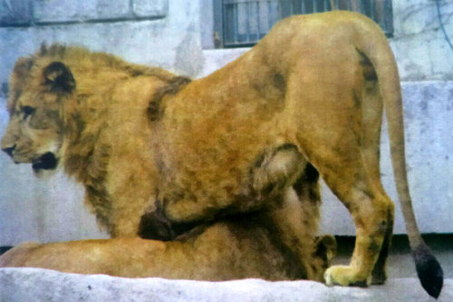 ‘정글의왕’ 수컷 사자 2마리가 짝짓기, 헉! 동성애 사자라니…