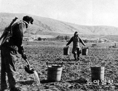 밭에 웃거름으로 분뇨를 뿌리는 모습. 화학비료를 본격적으로 사용하기 전인 1950, 60년대에는 분뇨가 가장 좋은 거름이었다. 동아일보DB