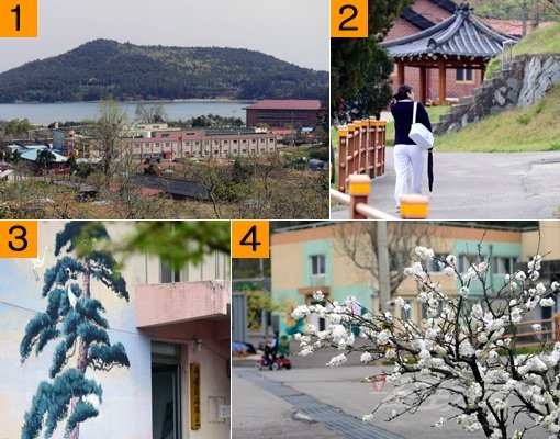 1. 득량만을 바라보며 선 소록도 마을 풍경. 왼쪽 소록대교를 건너면 당도하는 소록도엔 가운데 녹생리처럼 7개 마을이 자리 잡고 있다.-2. 소록도에 상주하며 의료 서비스에 나선 간호사의 모습.-3. 녹생리사무소에 생기 푸른 소나무가 벽화로 서 있다.-4. 몸이 불편한 섬 사람들은 전동차로 이동하는 경우가 많다. 마을 앞에 봄날의 매화가 세상 모르는 척 피어 있다. 소록도(고흥)｜김종원 기자 won@donga.com