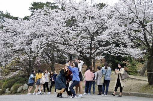 벚꽃이 만발했던 지난달 단국대 천안캠퍼스에서 학생들이 친구들과 함께 추억을 카메라에 담고 있다. 단국대는 캠퍼스 투어를 통해 고교생에게도 캠퍼스를 공개하고 있다. 단국대 제공