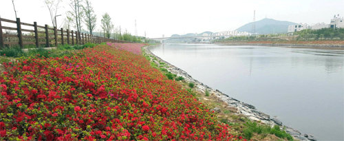 7일 경인아라뱃길 정서진∼시천가람터(공항철도 검암역 인근)에서 카약 달리기, 아라음악회, 꽃 벼룩시장, 서해5도 수산물 시식회 등이 진행되는 2016 아라 카약·봄 꽃 페스티벌이 열린다. 경인아라뱃길 운하 주변에 철쭉이 만개해 있다. 한국수자원공사 제공