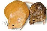 “비만 전염될 수도 있다” 뚱뚱한 쥐 장내 미생물 날씬한 쥐에게 주입했더니…