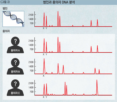 오른쪽 맨 위 막대그래프는 범인의 DNA 분석 결과. 그 아래로 A, B, C 3명의 DNA 분석 결과가 그래프로 표시되어 있는데 범인의 그래프와 똑같은 패턴을 보인 그래프의 당사자인 A가 범인.
