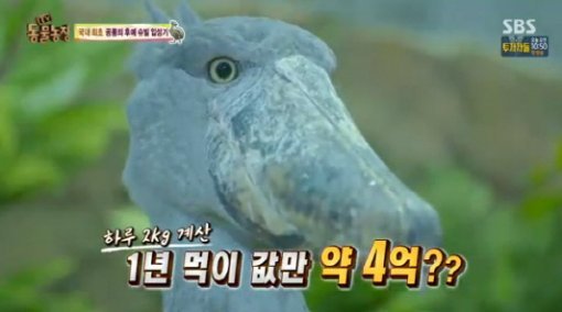 (사진=SBS ‘동물농장’ 슈빌)