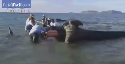 고래 24마리 떼죽음… “해안 근처서 방향감각 잃은듯” (사진=해당영상 캡처)