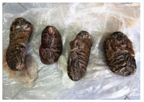 사진 출처 - Environmental Investigation Agency 페이스북 캡처.