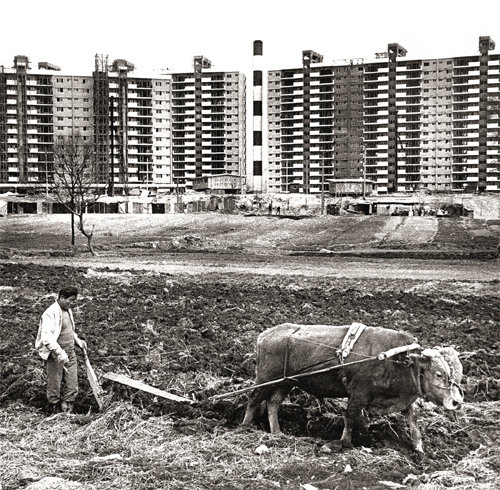 1978년 서울 강남구 압구정로 현대아파트 신축공사장 인근에서 소를 몰며 밭을 가는 농부의 모습. 1960년대의 압구정 일대는 대부분 농지와 배나무 과수원이었다. ⓒ전민조