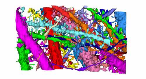 생명이 꿈틀대는 듯…3D전자현미경으로 본 뇌신경 대구 첨단의료복합단지에 있는 한국뇌연구원이 3차원 초정밀전자현미경으로 촬영한 뇌 신경세포. 학습과 기억에 관여하는해마 부위이다. 뇌 구조에 대한 정밀한 분석은 뇌질환 극복 등에 필수적인 연구이다. 한국뇌연구원 제공