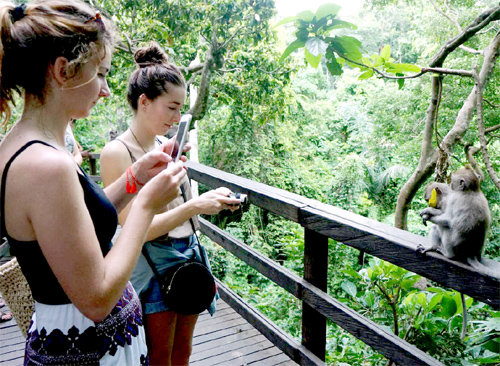 울창한 정글에서 야생동물을 직접 관찰할 수 있는 인도네시아 우붓. 하나투어 제공
