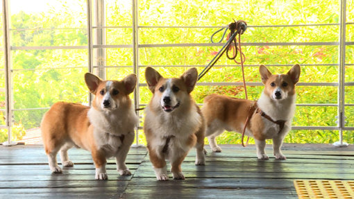 사진제공｜채널A