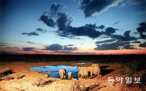 해질 녘 에토샤 국립공원의 할랄리 캠프에 있는 워터홀(샘)의 풍경. 아기까지 동반한 코끼리 가족이 찾아와 물을 마시고 있다. 면적이 남한의 20%인 에토샤 국립공원에는 사자 표범 치타 코끼리 코뿔소 등 400종이 넘는 다양한 야생동물이 자연 상태에서 살고 있다.
