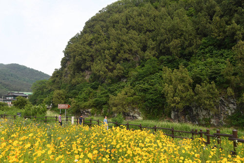 2일 대구 동구 도동 측백나무 숲을 찾은 시민들이 풍경을 감상하며 산책길을 걷고 있다. 대구 동구 제공