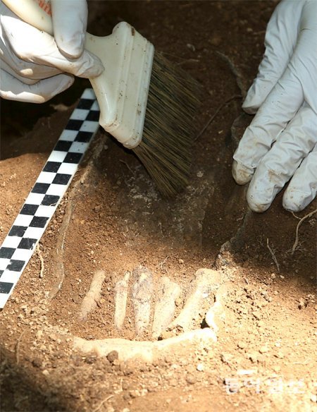 1일 국방부유해발굴감식단 대원이 65년 만에 모습을 드러낸 6·25 전사자의 발가락뼈에서 조심스럽게 흙을 털어내고 있다. 홍천=신원건 기자 laputa@donga.com