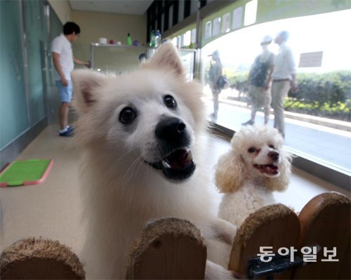 서울대공원 반려동물 입양센터에서 유기견들이 입양자를 기다리고 있다. 동아일보DB