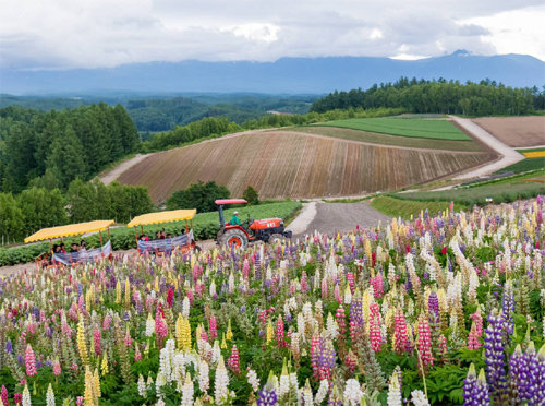 꽃으로 유명한 일본 홋카이도 비에이. 인터파크투어 제공