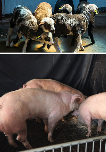 중국 연구진은 크리스퍼 유전자 가위로 양의 털 색깔에 영향을 주는 유전자를 편집해 얼룩무늬 양 4마리와 카푸치노 커피색 양 1마리를 만들었다. 3월에 태어난 이들 양이 가을경 번식에도 성공한다면 유전적 안정성을 확보할 수 있다.(위) 한국 과학자가 이끈 연구진은 유전자 가위를 이용해 일반 돼지보다 근육량이 훨씬 많은 ‘슈퍼근육 돼지’를 개발했다. 신화통신·윤희준 교수 제공