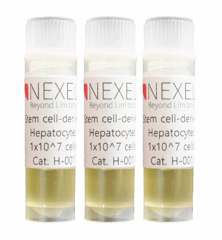 국내 바이오벤처기업인 넥셀이 상용화한 간세포 제품. 줄기세포를 간세포로 만드는 데 필요한 값비싼 일부 성장인자를 화합물로 교체해 가격 경쟁력을 높였다. 넥셀 제공