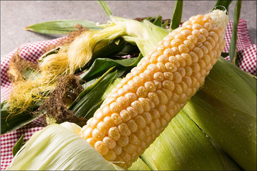 사진=롯데닷컴 제공