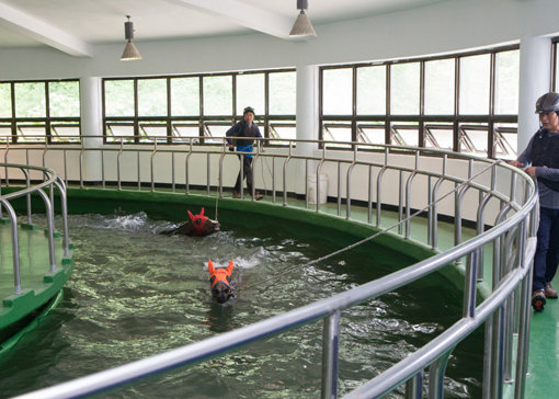 더위를 이기기 위해 수영장에서 수영을 하고 있는 경주마들. 말도 갑자기 물에 들어가면 심장마비에 걸리기 때문에 샤워를 먼저 하고 수영장에 들어간다. 사진제공｜한국마사회