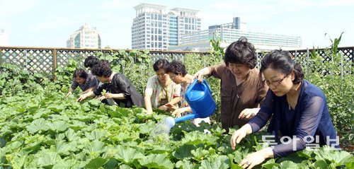 옥상 텃밭 같은 도시농업이 최근 각광을 받고 있다. 도시농업에서도 생산량 증대를 위해 첨단 농업기술 적용이 중요하다. 동아일보DB