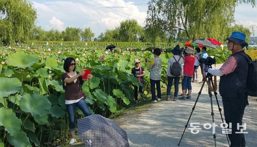 충남 부여서동연꽃축제(7.8-17)가 열리고 있는 궁남지를 찾은 관광객들이 활짝 핀 연꽃 군락지앞에서 사진촬영을 하는 등 무더위 솟에서도 축제를 즐기고 있다. 부여=이기진 기자 doyoce@donga.com