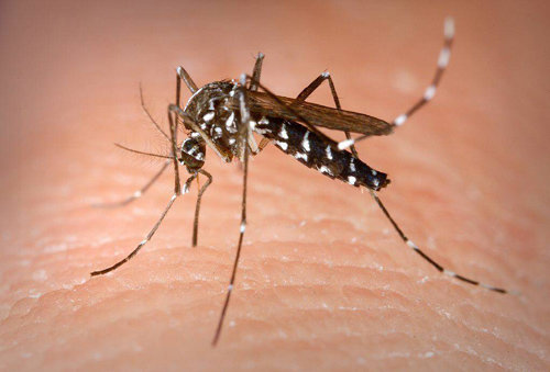 지카 바이러스의 주범으로 지목된 흰줄숲모기. 과학계는 여름철 불청객인 모기가 사람을 물지 않도록 유전자를 조작하는 등 모기와의 전쟁에서 이기기 위한 기술 개발에 한창이다. 미국 질병통제센터(CDC)