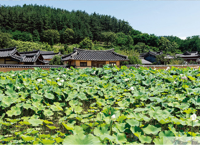 연꽃이 만개한 괴시리 전통마을. 어린 시절 시골 풍경에 대한 그리움이 있었는데, 이곳에 오니 힐링이 된다.