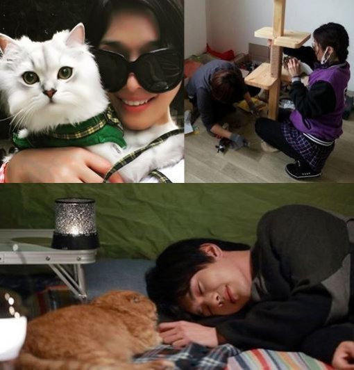 사진=선우선 인스타그램, 고양시청 트위터, MBC에브리원 상상고양이 캡처(시계방향)