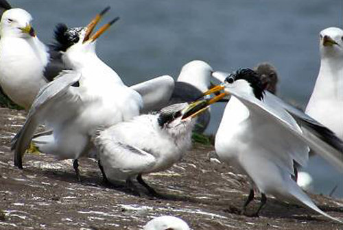 전남 지역의 한 무인도에서 세계적인 멸종위기종 ‘뿔제비갈매기’가 자신의 새끼(가운데)에게 입으로 먹이를 전달하고 있다. 국립생태원 제공