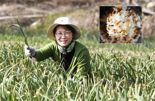 채소를 잡곡처럼 밥에 넣어 먹을 수 있는 제품을 개발한 조금자 맑은샘자연농원 대표가 자신의 농장에서 포즈를 취했다. 작은 사진은 조 대표가 개발한 건조채소를 넣어 밥을 지은 모습. 맑은샘자연농원 제공