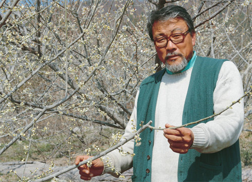 김준호 청매원영농조합 회장이 전남 장흥군 안양면에 있는 자신의 농장에서 매실나무에 핀 꽃을 쳐다보고 있다. 청매원영농조합 제공