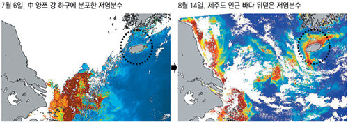 정지궤도 위성 천리안이 7월 6일 촬영한 사진(왼쪽)에는 염분 농도가 낮은 해수인 저염분수(빨간색)가 중국 양쯔 강 하류 유역에만
 모여 있는 데 비해 8월 14일 사진(오른쪽)에는 제주 해역(점선 안)을 뒤덮고 있다. 한국해양과학기술원(KIOST) 제공