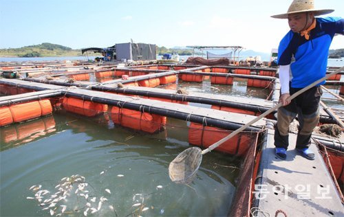 기록적인 폭염과 적조로 어민 피해가 급증하는 가운데 22일 전남 여수시 소경도 앞 해상 가두리 양식장에서 고온의 해수 때문에 폐사한 수만 마리의 돌돔을 양식 어민이 걷어내고 있다. 해상 가두리는 어류가 폐사해 텅 빈 그물만 드러내고 있다. 박영철 기자 skyblue@donga.com