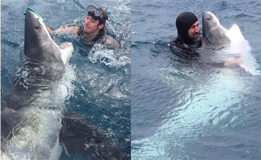한 남성이 손바닥으로 진정시켰다는 청상아리(좌)는 이미 한 달전에 죽은 청상아리(우)와 같은 상어였다. 사진출처=웨스트 오스트레일리안