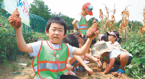 대구 달서구 송현동 꿈나무 자연체험학습장을 찾은 어린이들이 고구마 캐기 체험을 하고 있다. 대구 달서구 제공