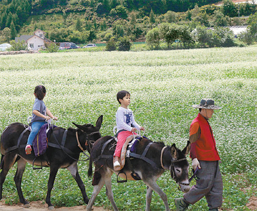 평창 효석문화제 지난해 열린 평창 효석문화제. 올 문화제는 2일부터 열흘간 메밀꽃이 장관을 이루고 있는 봉평면 문화마을 일대에서 열려 다채로운 프로그램으로 손님들을 맞이한다. 이효석문학선양회 제공