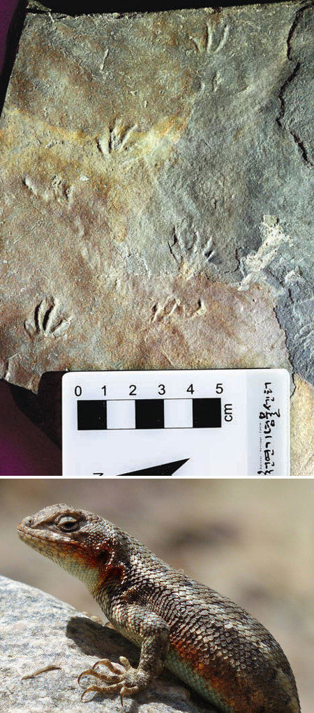 경남 남해군 창선면 가인리 화석산지에서 발견된 중생대 백악기의 도마뱀 발자국 화석. 발자국은 너비 1∼1.59cm, 길이 1.9cm로 보폭을 감안한 몸길이는 7∼10cm로 추정된다(맨위쪽 사진). 현재 미국 서부에 서식하고 있는 산쑥도마뱀(맨아래쪽 사진)의 발자국과 비슷한 것으로 조사됐다. 국립문화재연구소 제공