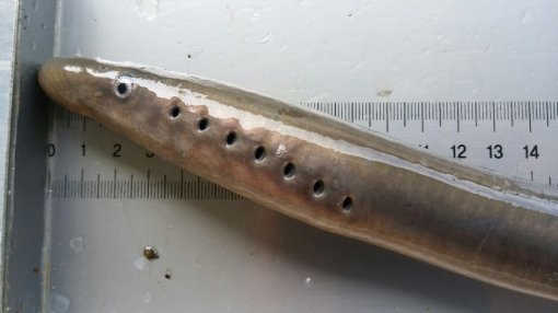 최근 강원 양양군 남대천 등 동해안 하천에서 멸종위기 야생생물인 2급 칠성장어가 다시 발견되고 있다. 사진은 지난달 경북 울진군 왕피천에서 발견된 칠성장어. 중앙내수면연구소 제공