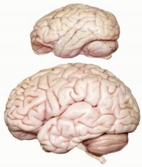 침팬지의 뇌(위)와 사람의 뇌(아래)