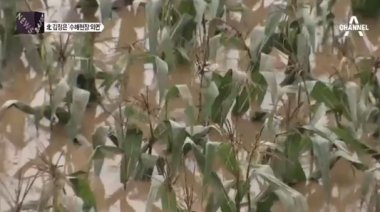 채널A 방송 화면