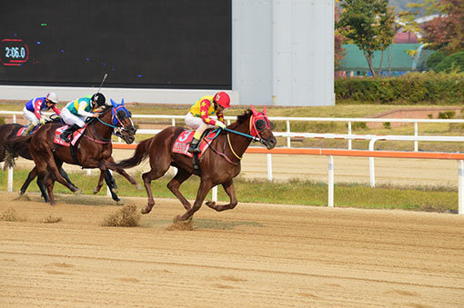 한국마사회가 랭킹 포인트 제도를 도입해 경마에 스포츠성을 추가한 챔피언십시리즈 대회를 만든다. 지난해 10월18일 벌어졌던 대통령배 대회에서 트리플나인이 가장 먼저 결승선을 통과하고 있다. 사진제공｜한국마사회