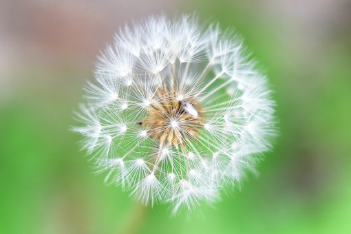 조리개 f/2.8로 촬영한 결과물의 일부를 잘라낸 것. 초점이 맞은 부분은 매우 선명하게 표현됨을 볼 수 있다. (출처=IT동아)