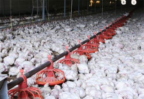 동물 복지를 실현한 농장보다 닭들의 밀도가 훨씬 높은 일반 농장. 롯데마트 제공