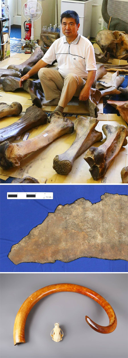 재일교포인 박희원 일본 나가노 현 고생물학박물관 관장이 러시아 시베리아 일대를 돌며 직접 발굴한 털매머드 다리뼈와 어깨뼈를 보여 주고 있다(맨위쪽 사진). 박 관장이 국립문화재연구소에 기증한 세계적으로 매우 희귀한 표본인 털매머드의 피부조직(가운데)과 상아. 문화재청 제공