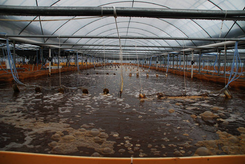 충남 당진시 송악읍 양식업체 네오엔비즈의 바이오플록 수조. 300t의 물이 들어가는 대형 수조 하나에 흰다리새우 7만여 마리가 최첨단 기술로 양식되고 있다. 네오엔비즈 제공