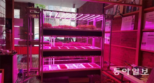 카네기멜런대 인큐베이터(창업보육기관) ‘프로젝트 올림푸스’ 사무실에 설치된 자동화 수직 농법 스타트업 ‘로보타니’의 실험실. 케일, 셀러리, 실랜트로 등 약 30종의 식물이 태양열 없이 붉은 LED 조명과 물을 주는 로봇의 관리를 받으며 자라고 있다. 피츠버그=한기재 기자 record@donga.com
