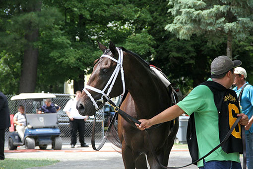미국 사라토가 경마장에서 경주를 앞두고 예시장에서 현지 경마팬들에게 모습을 보인 한국 마사회 소속 2세마 ‘J. S. Choice’. 마사회가 수년간 공들여 추진한 케이닉스 사업의 핵심 성과로 꼽히는 ‘J. S. Choice’는 11월 꿈의 무대로 불리는 브리더스컵 출전을 앞두고 있다. 사진제공｜한국마사회