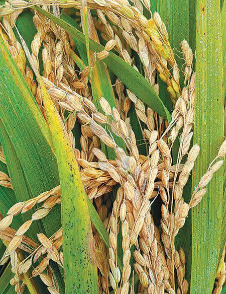 벼에서 싹이 트는 수발아 피해는 올 추석 이후 고온다습한 기후가 지속되면서 나타났다. 농민회 제공