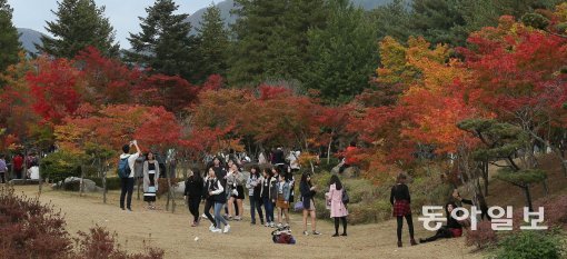 21일 오후 깊어가는 가을을 즐기기 위해 남이섬을 찾은 관광객들이 단풍숲을 거닐며 가을을 느끼고 있다. 원대연 기자 yeon72@donga.com