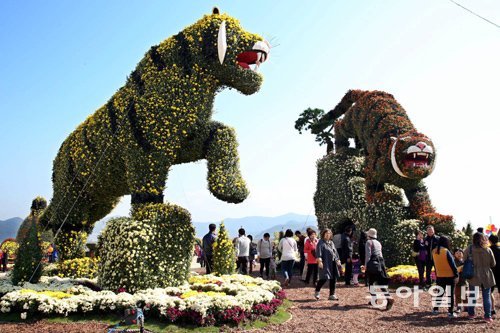 29일부터 경남 창원시 마산항 제1부두에서 열리는 가고파 국화축제에서는 11만 포기의 국화가 관광객을 맞는다. 동아일보DB
